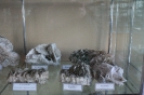 Экспозиция минералов кальцита