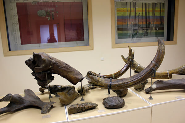 Ископаемые остатки мамонта